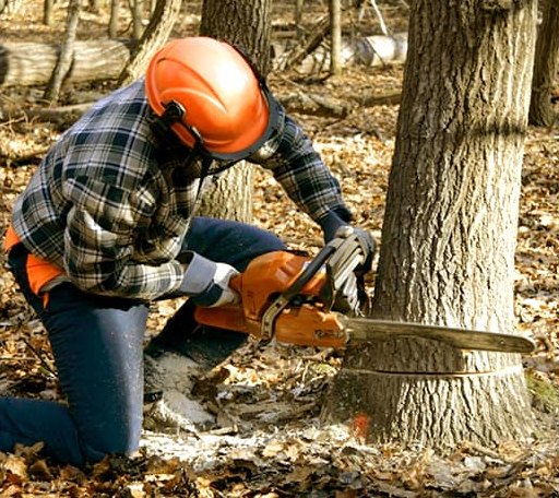 Tree Removal in Topaz, CA
